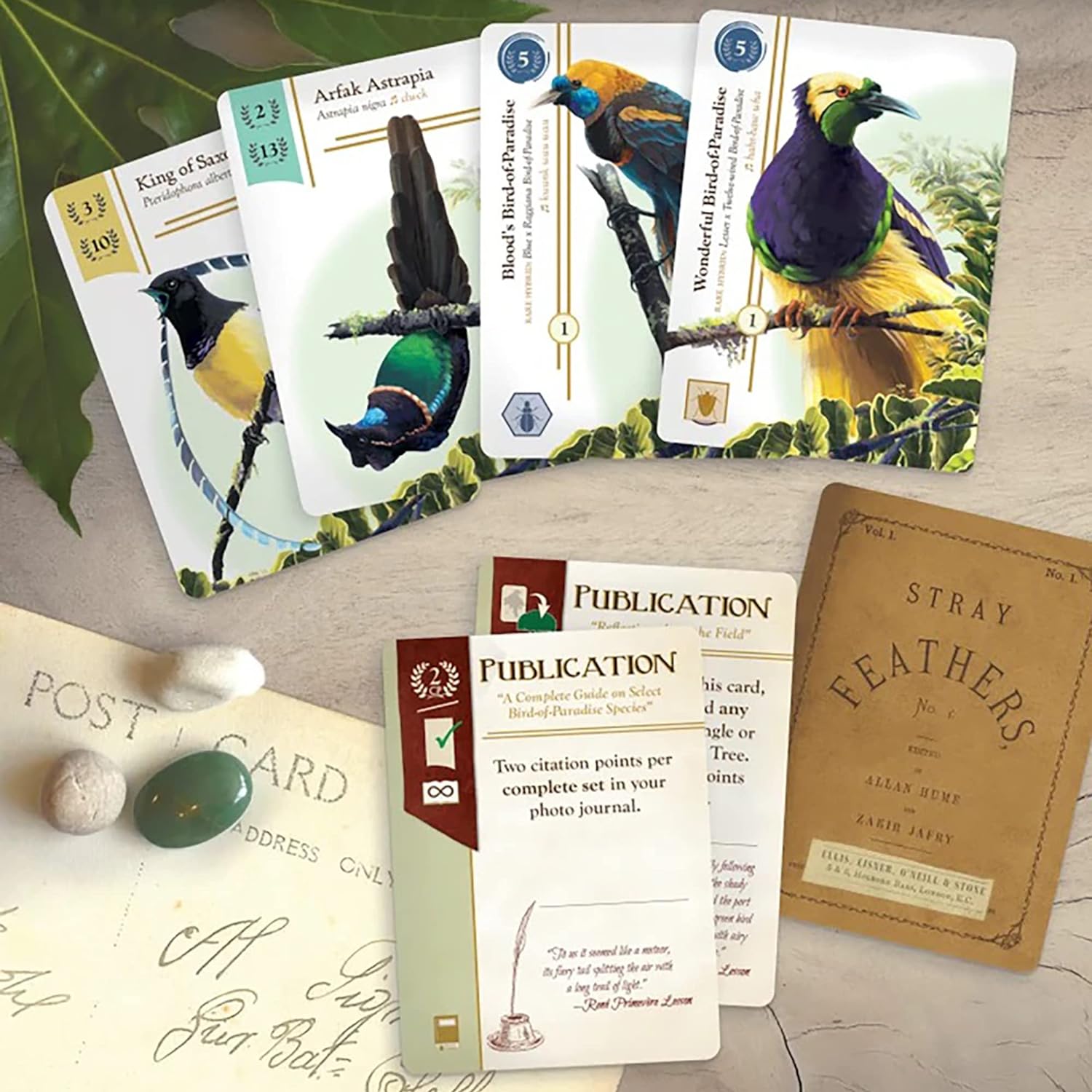 Renegade Game Studios - Birdwatcher - Inglés