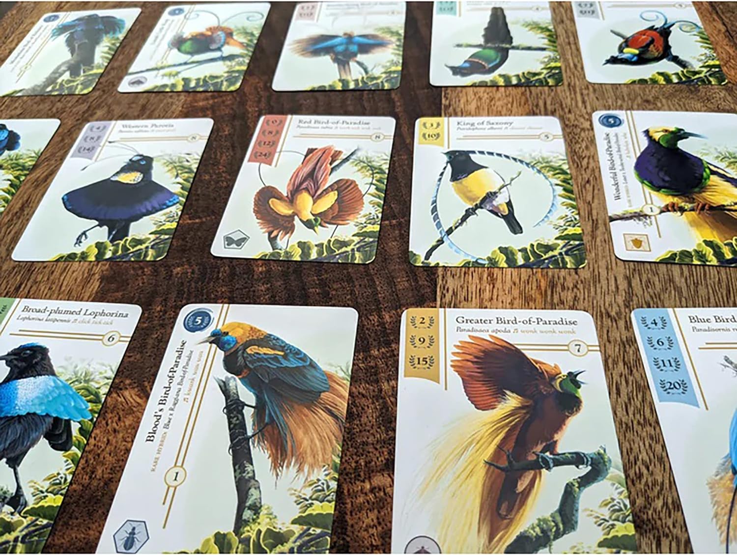 Renegade Game Studios - Birdwatcher - Inglés